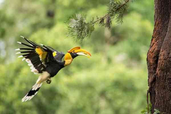 periyar wildlife sanctuary birds