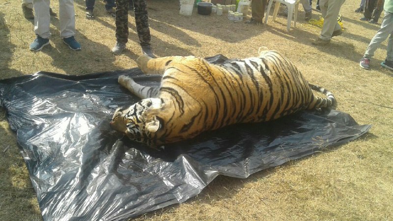 tiger killed tigress