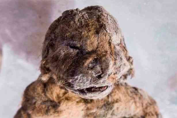 found tragic fate of two 55,000 year old Ice Age baby lion
