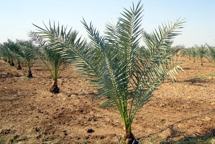 खजूर के पेड़