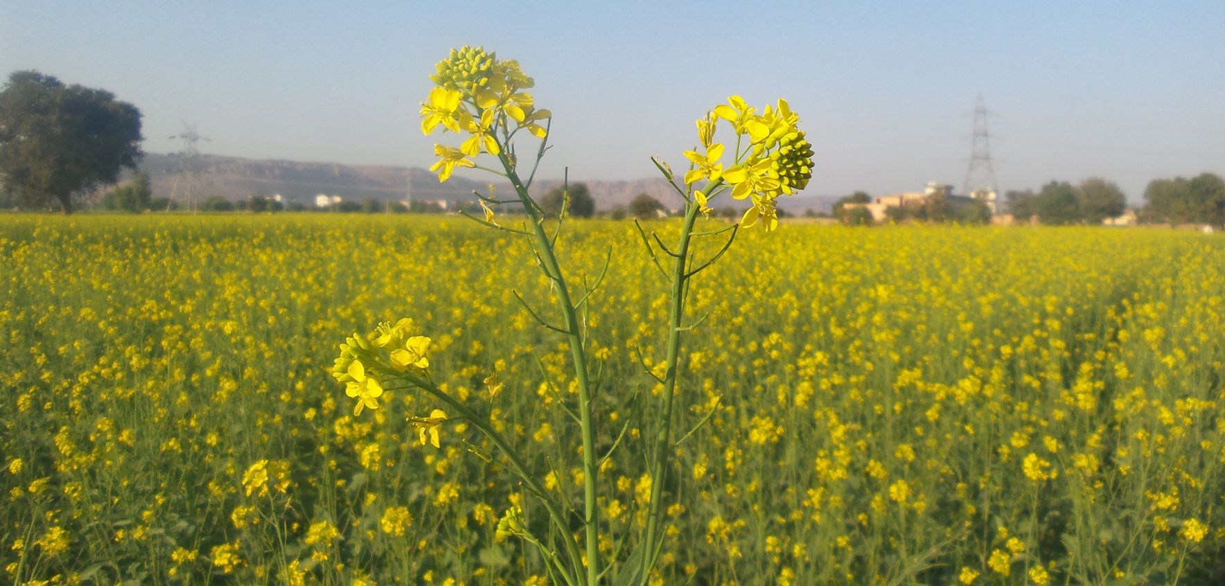 farmers grow less quantity of wheat and mustard
