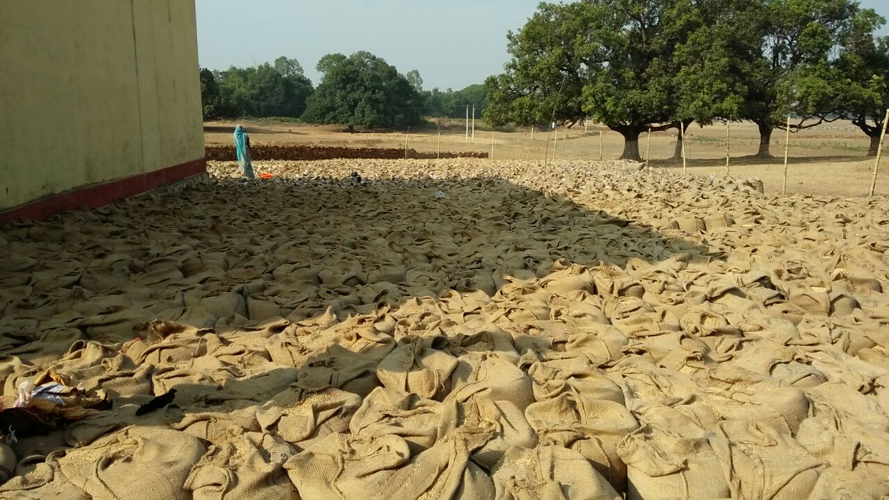 Thousands quintal paddy is kept in the open