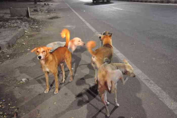 dog bite cases in jodhpur