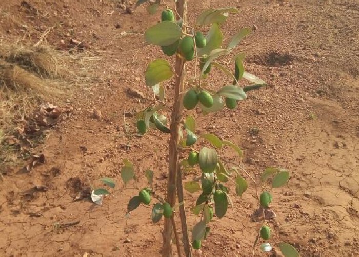 Farmers cultivating Apple Plum