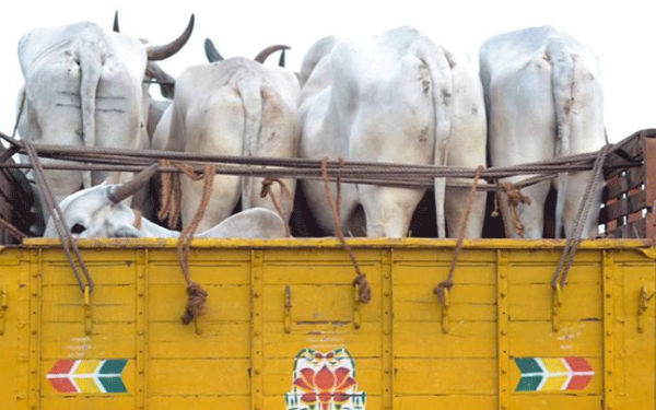 reason behind increasning cow smuggling