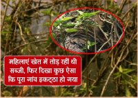 Mysterious thing found in the farm