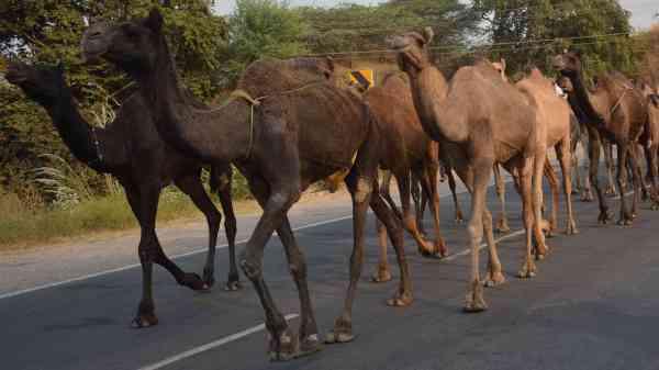 camels group walks on road in alwar