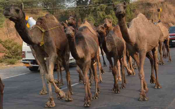 camels group walks on road in alwar