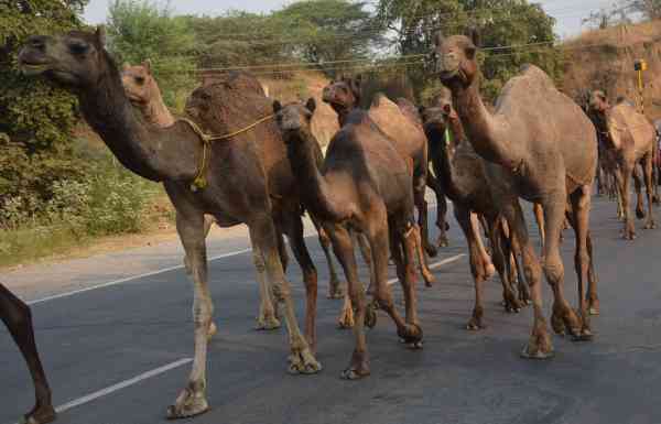 camels group walks on road in alwar
