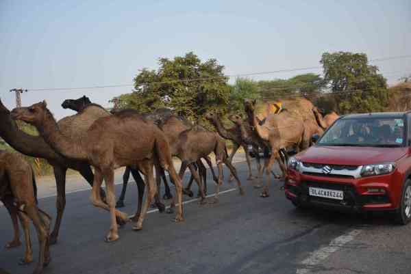 camels group walks on road in alwar