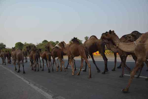 camels group walks on road in alwar