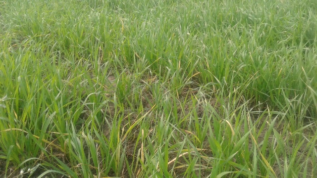 गेहूं की फसल पीली होकर सूखने लगी