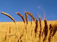 Its cultivation in the district is a shock acreage also decreased
