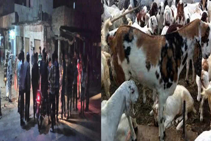 Bhilwara, bhilwara news, Theft of two dozen goats in bhilwara, Latest news in bhilwara, Bhilwara News in hindi, Hindi News in bhilwara, Latest hindi news in bhilwara