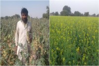 agriculture news of jodhpur