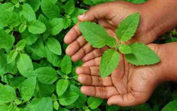 Tulsi plant