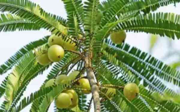 Amla tree