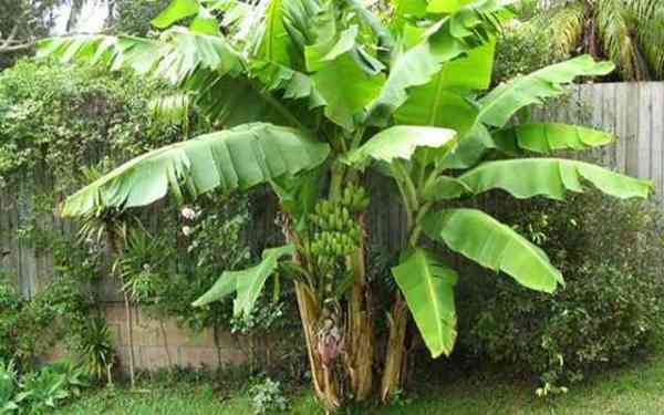 banana-plant