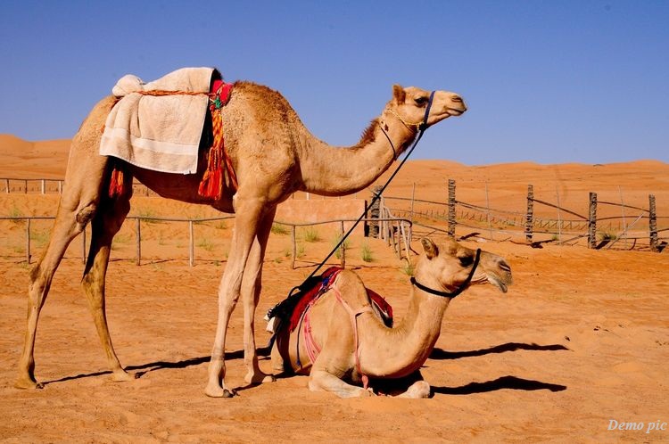 international camel festival 