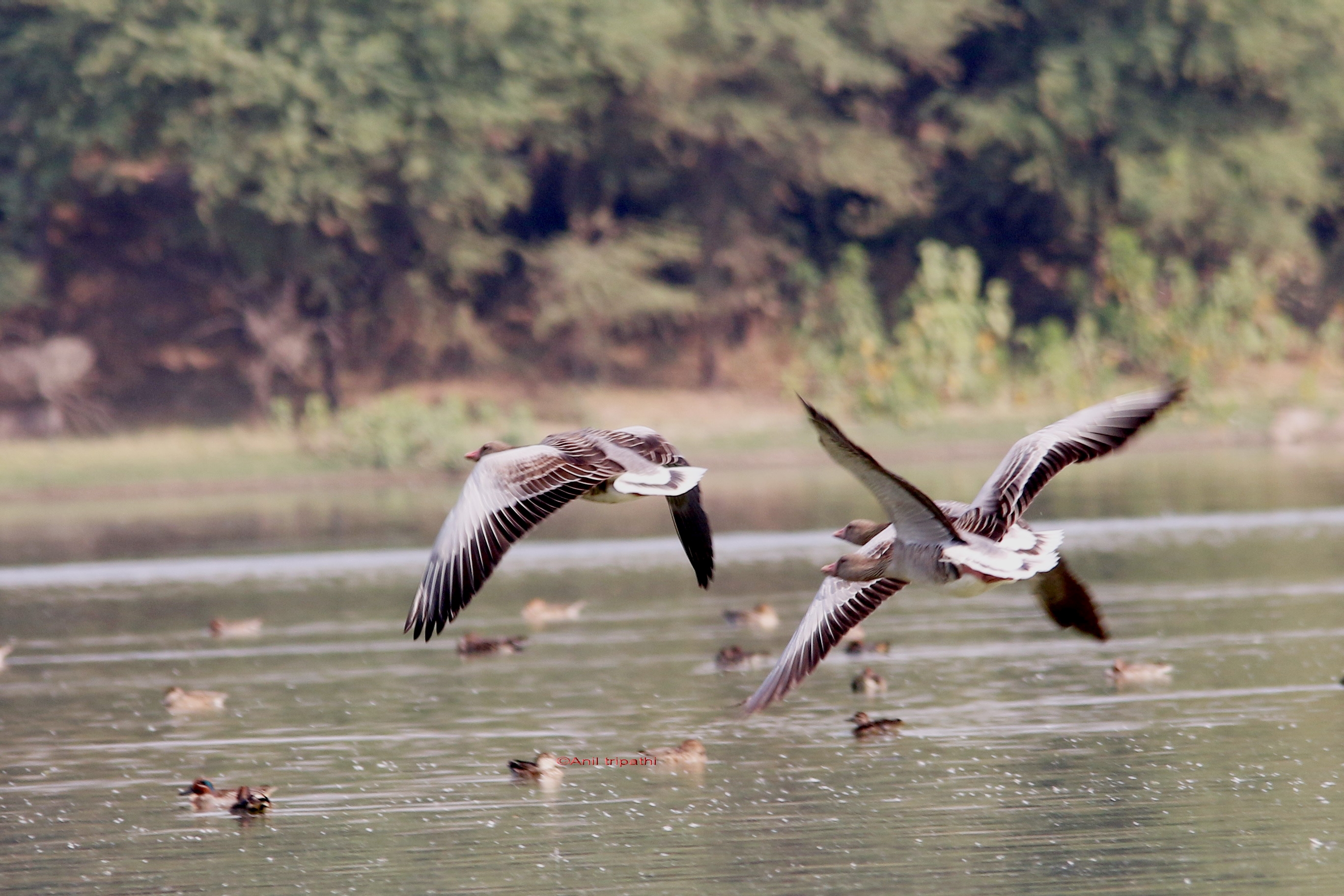 Foreign birds hunting by hunter in Santkabir nagar