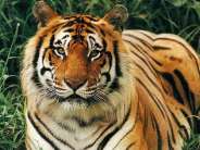 Running in the fields life of tigers in danger