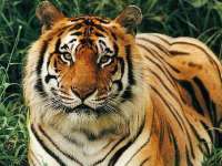 Running in the fields life of tigers in danger