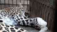 panther rescued