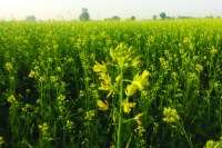 weather is nice for Mustard seeds