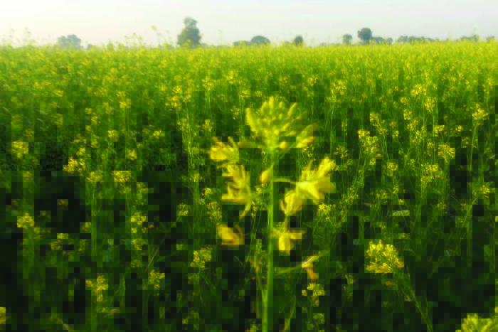 weather is nice for Mustard seeds