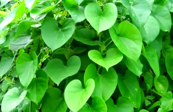 Giloy ke fayde in hindi