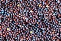 Rai Ke Tail ke Nuksaan