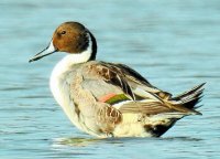 BIRDFAIR 2017 SPECIAL UDAIPUR