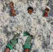 photos of child playing on kapas in alwar