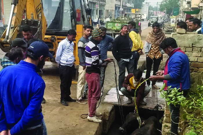 bull fell down in water tank