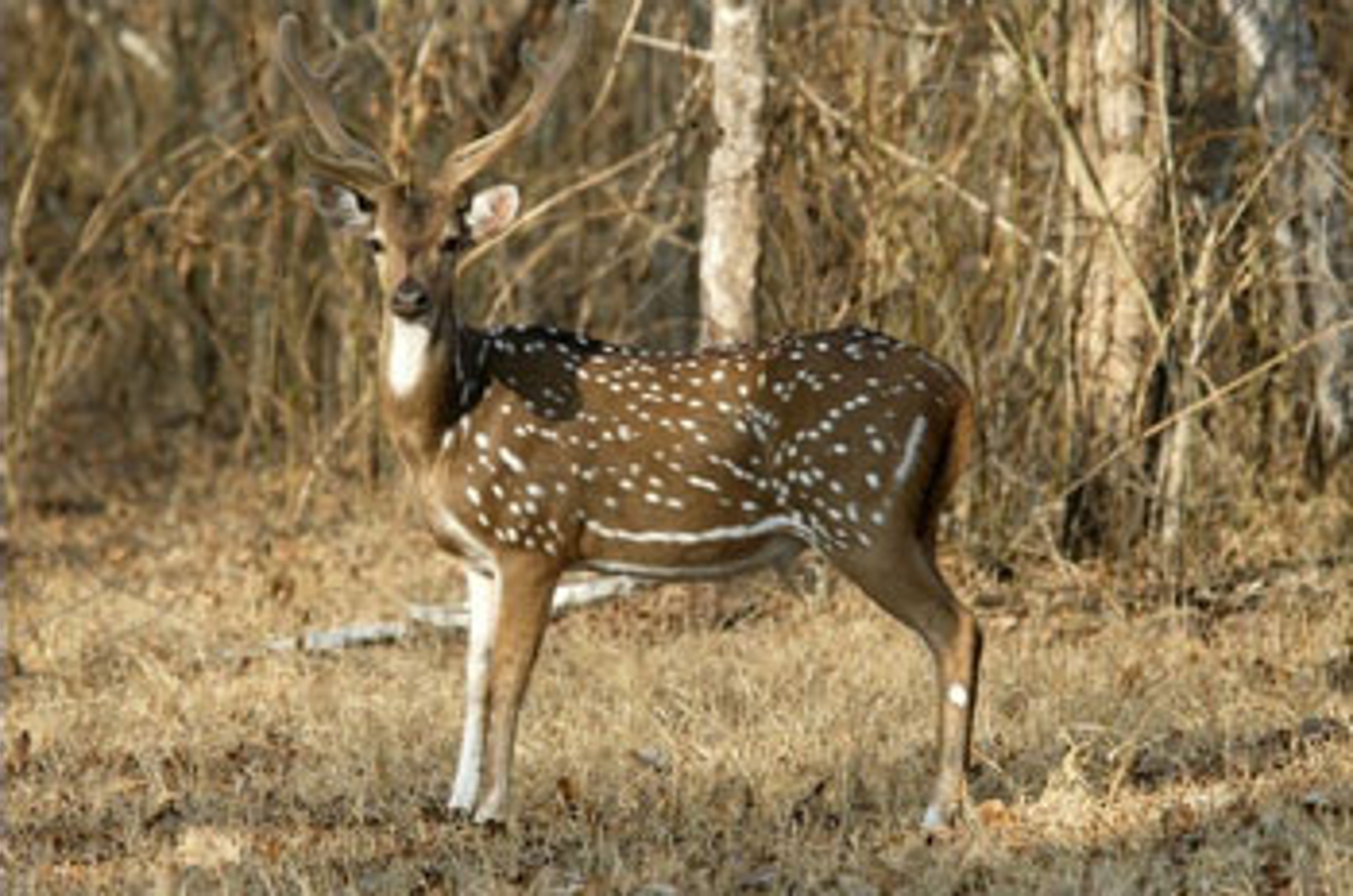 forest department arrested chital eaters