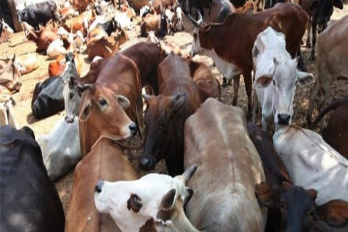  Firing between Police teams and Cow Smugglers one man arrested for Smuggling cows