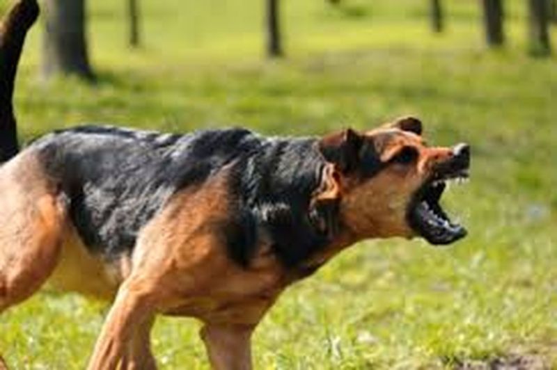 khandwa dog attacked on children