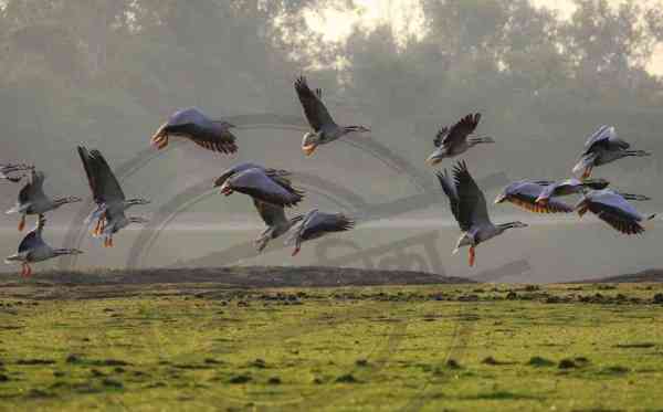 Migratory birds