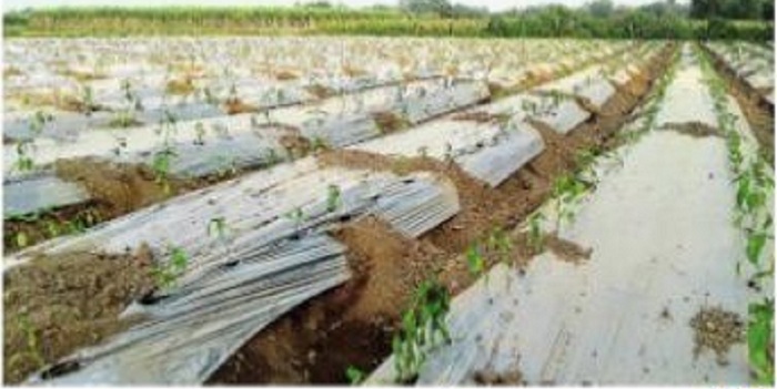 increasing-profits-from-the-malling-system