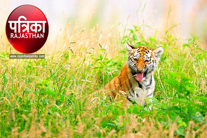 Mukundara Hills Tiger Reserve, Ranthambore Tiger Reserve, Tiger in Mukundra, Tiger in Rajasthan, Tiger in Kota, Tiger in India, Tiger Reserve In Rajasthan, Tiger Reserve In India, Wild Life Century In India, Rajasthan Tourism, Wild Life Tourism in India,