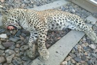 पैंथर की मौत 