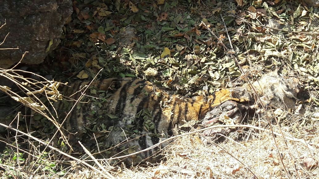 body of the tigress the exemption of the officials for the safety cubs