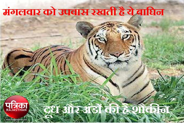 Milk and Eggs are Fond of Tigress Mahak, Tiger in Rajasthan, Rajasthani Tigress Mehak Holds Fast on Tuesday, Kota Zoo, Central Zoo Authority of India, CZAI, Forest department Rajasthan, Mukundara Hills Tiger Reserve, Kota Tourism, Rajasthan Patrika, Kota News in Hindi