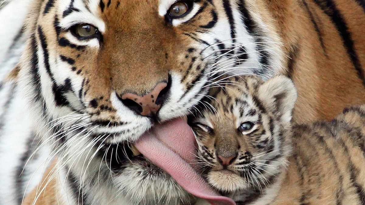 Big news found a cemetery near the body of a tiger