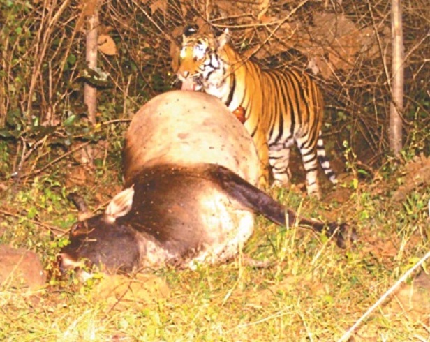 Why was hiding the death of the cubs forest department