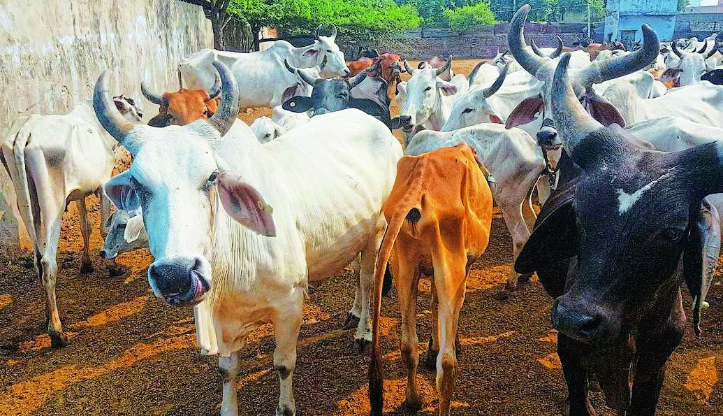here is the main reason of cow smuggling in alwar