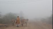 Jaisalmer patrika
