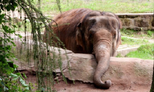nosey the saddest elephant of the world