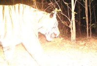 Tiger,crime,problem,hunt,Searching,