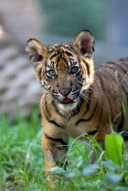 Survival evidence of cubs